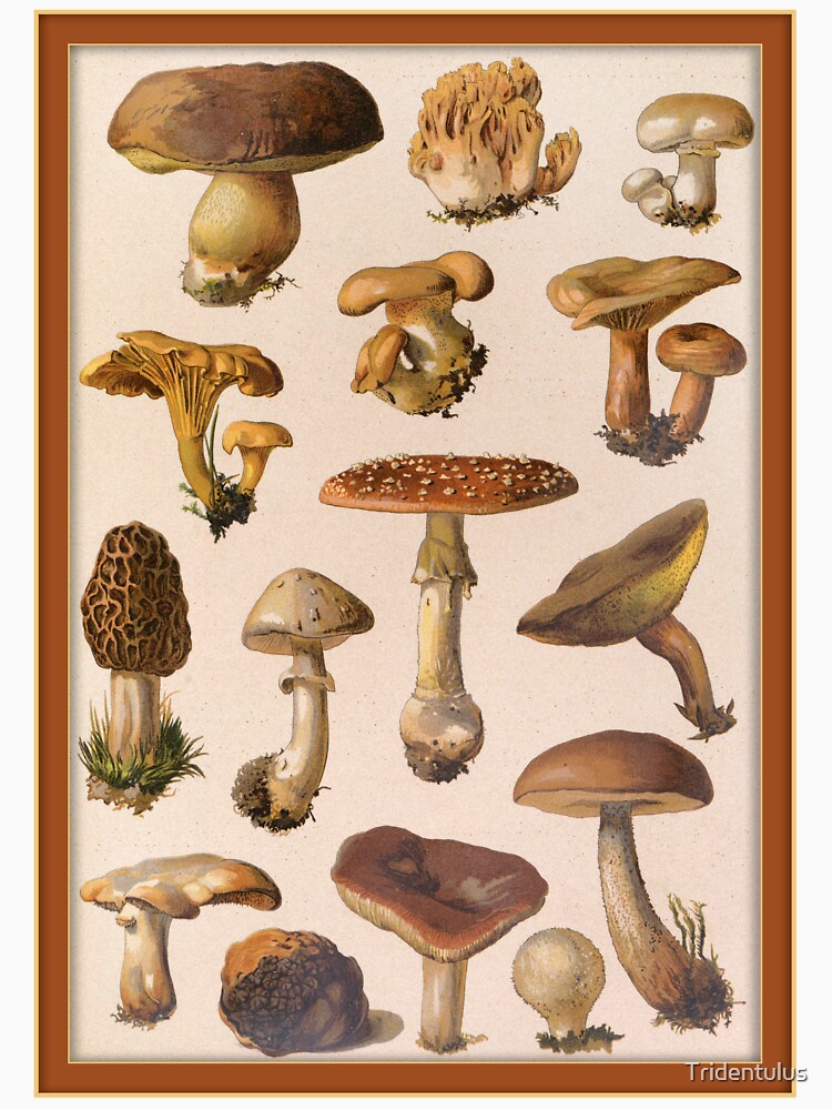 Variety of Botanical Mushrooms by Tridentulus