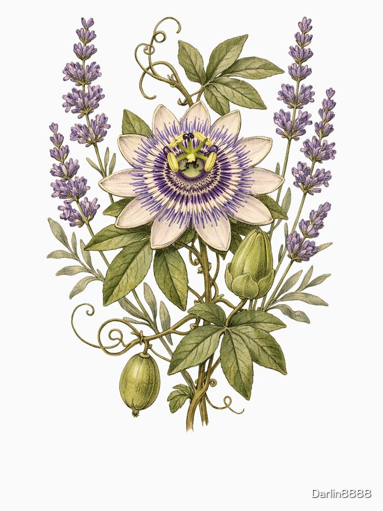 Vintage Passion Flower and Lavender Botanical Illustration - Antique Botanical Print by Darlin8888