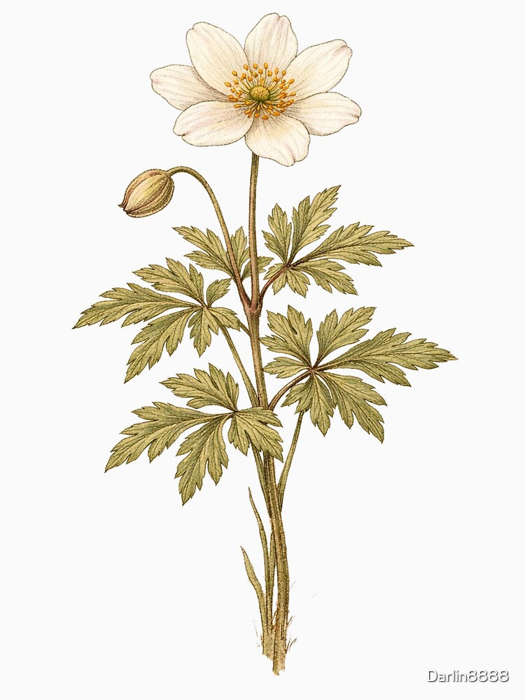 Vintage Wood Anemone Botanical Illustration - Anemone Nemorosa Antique Wildflower Print by Darlin8888