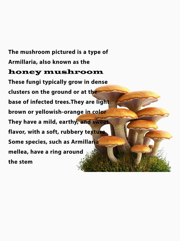 honey mushroom by BUTTER7FLY