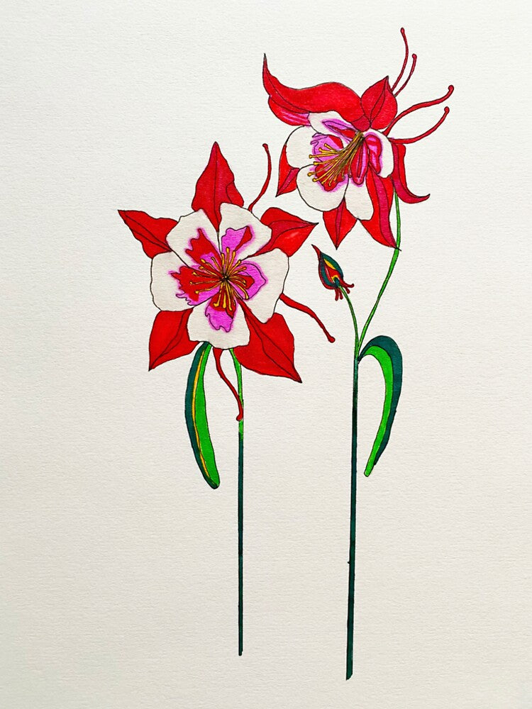 The Red Columbine by BOTANICALART
