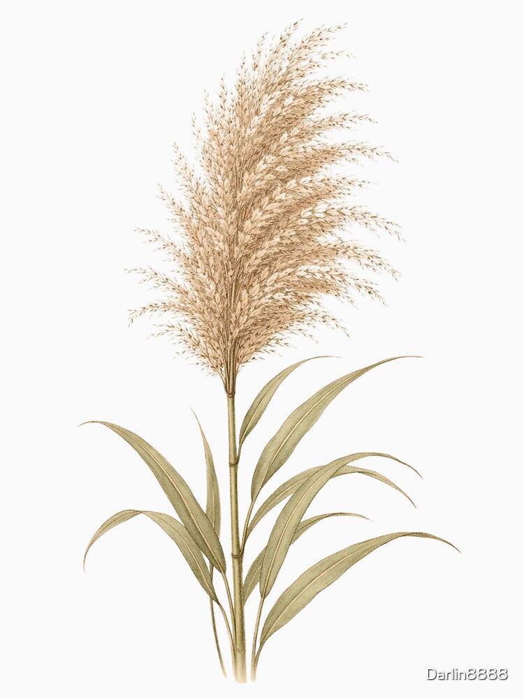 Vintage Miscanthus Grass Botanical Print - Antique Pampas Style Illustration by Darlin8888