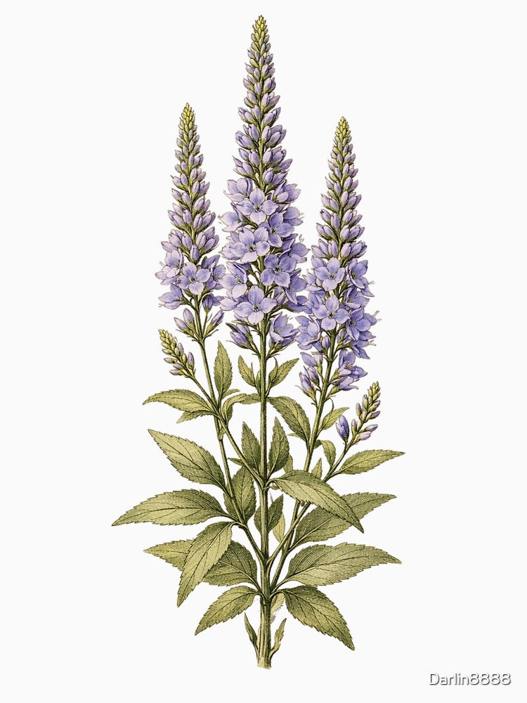 Vintage Veronica Spicata Botanical Illustration - Antique Speedwell Flower Print by Darlin8888