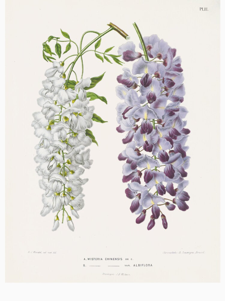 Wisteria sinensis Botanical Illustration by FloraObscura
