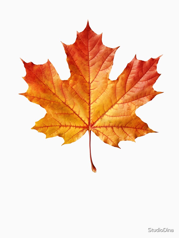 Autumn Maple Leaf – Realistic Fall Foliage Illustration by StudioDina