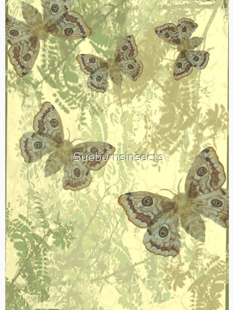 Emperor Moths by Sueburnsinsects