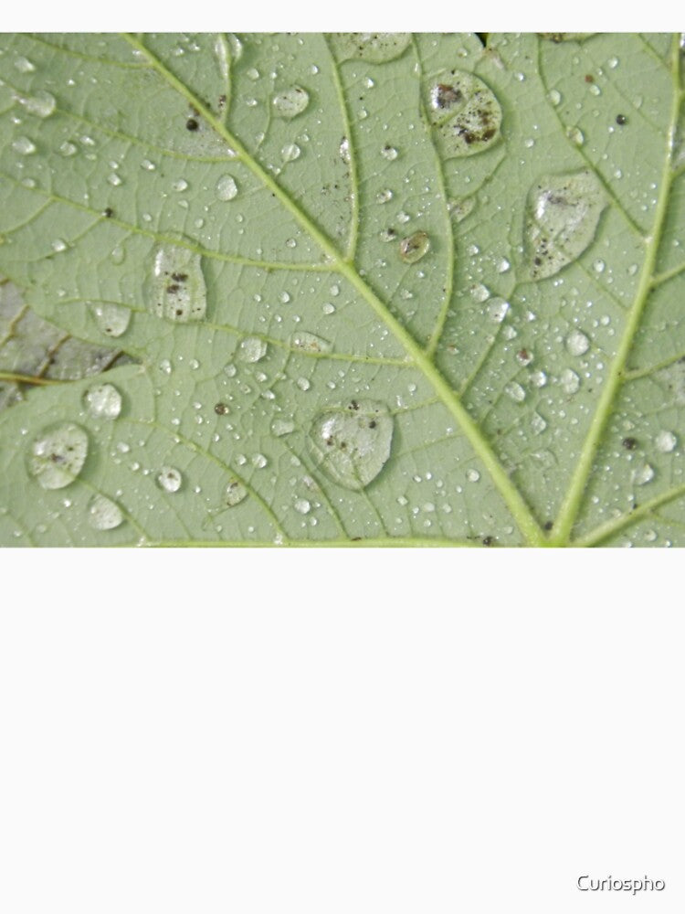 The anatomy of a wet leaf by Curiospho