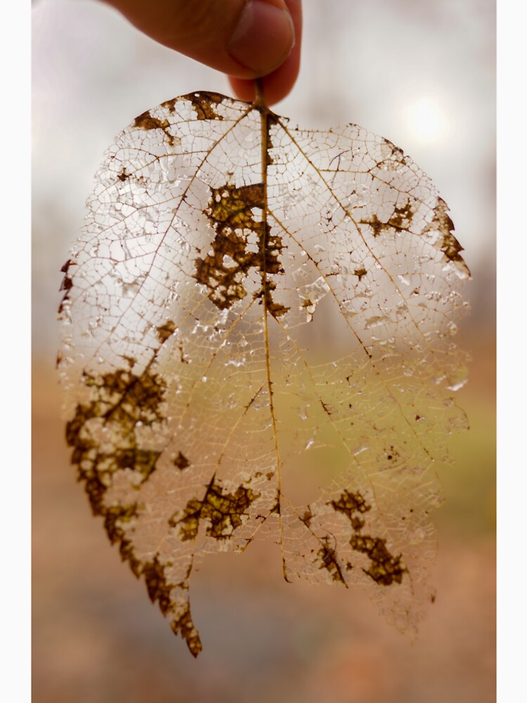 Transparent Leaf in Nature by Brody McCauley