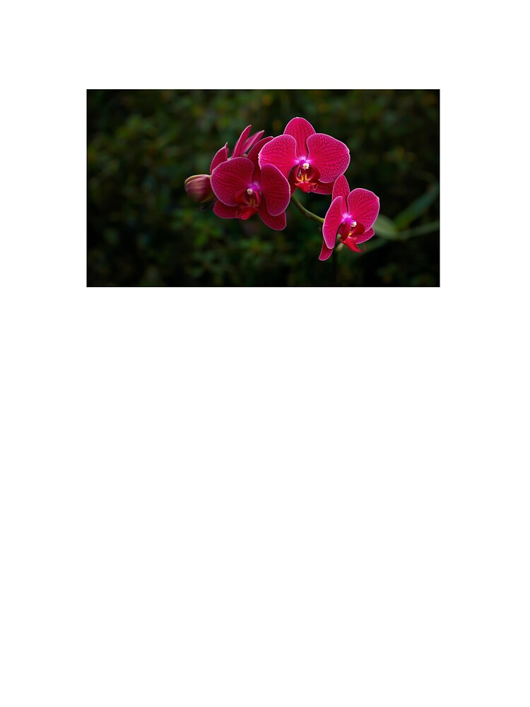 Red orchids in bloom by Marjudi77