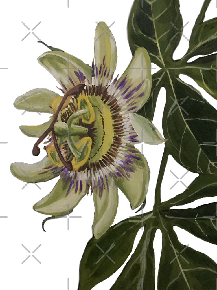 Passiflora Redux by Heather Thomas Olson