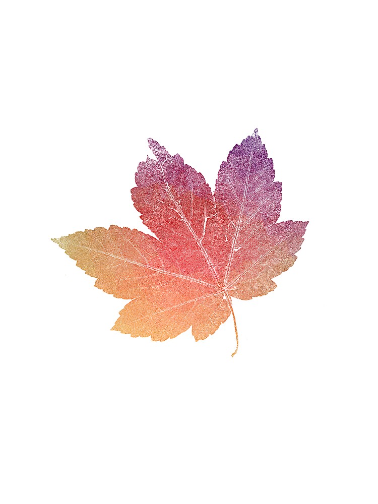 colorfull skeleton Leaf red by imfine