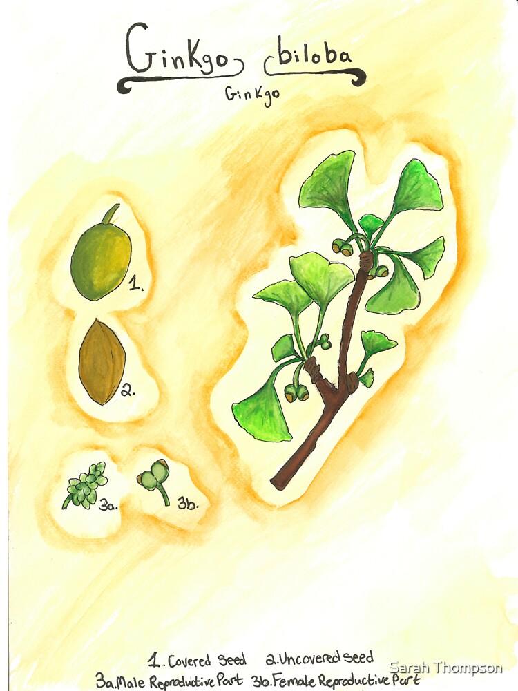 Ginkgo biloba (Ginkgo) by fhandsmcmike