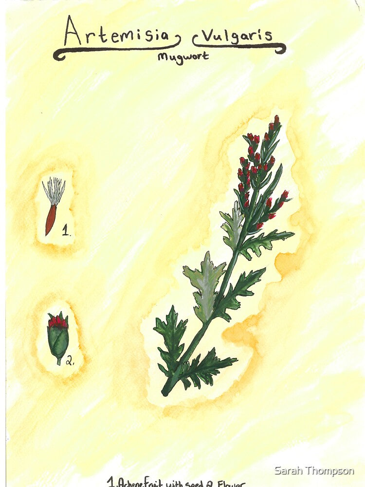 Artemisia vulgaris (Mugwort) by fhandsmcmike