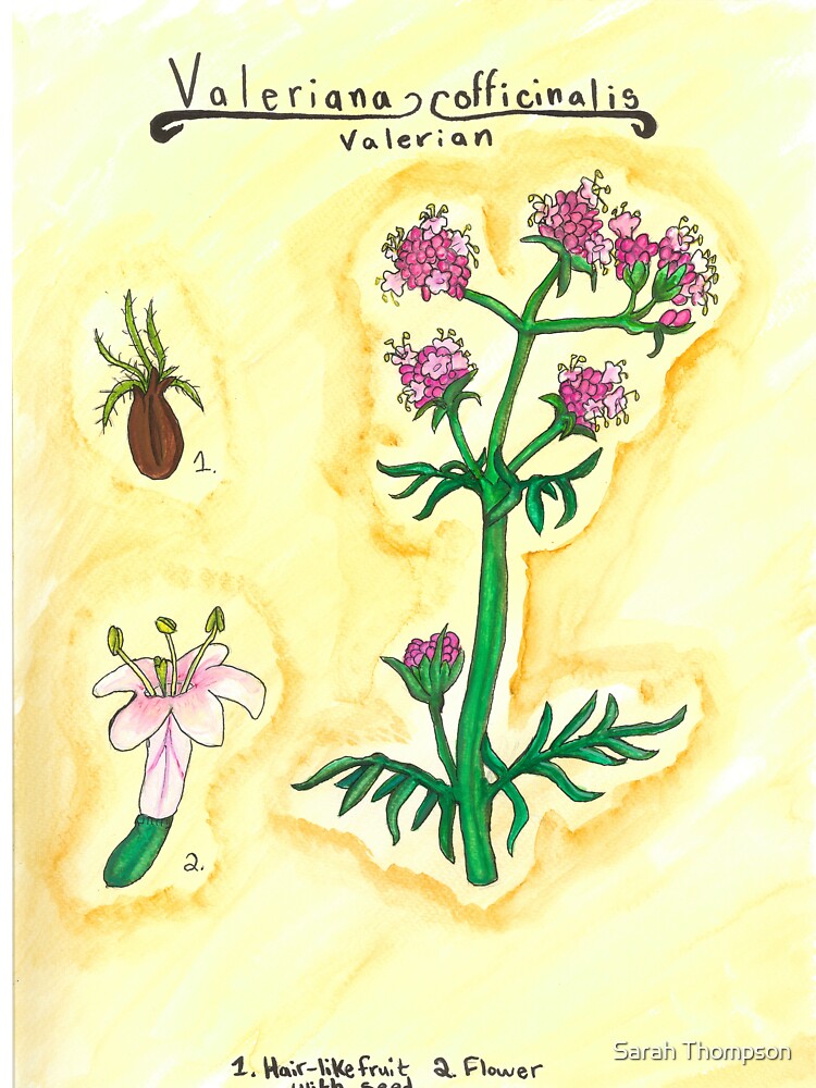 Valeriana officinalis (Valerian) by fhandsmcmike