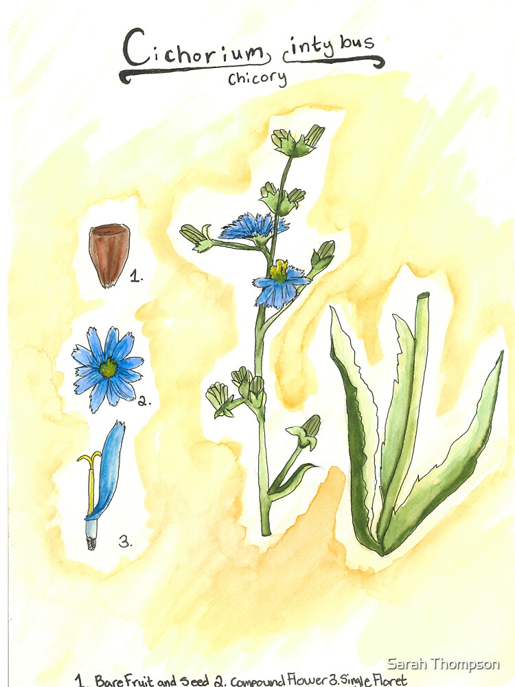 Cichorium intybus (Chicory) by fhandsmcmike