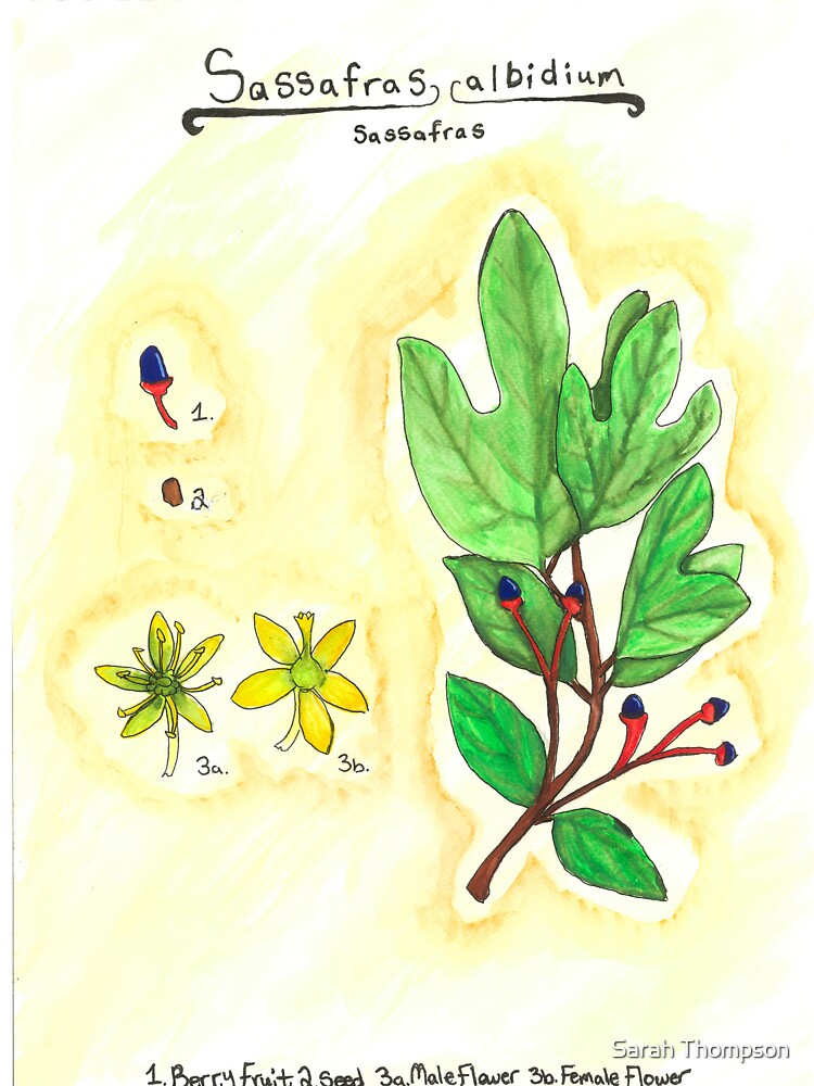 Sassafras albidium (Sassafras) by fhandsmcmike