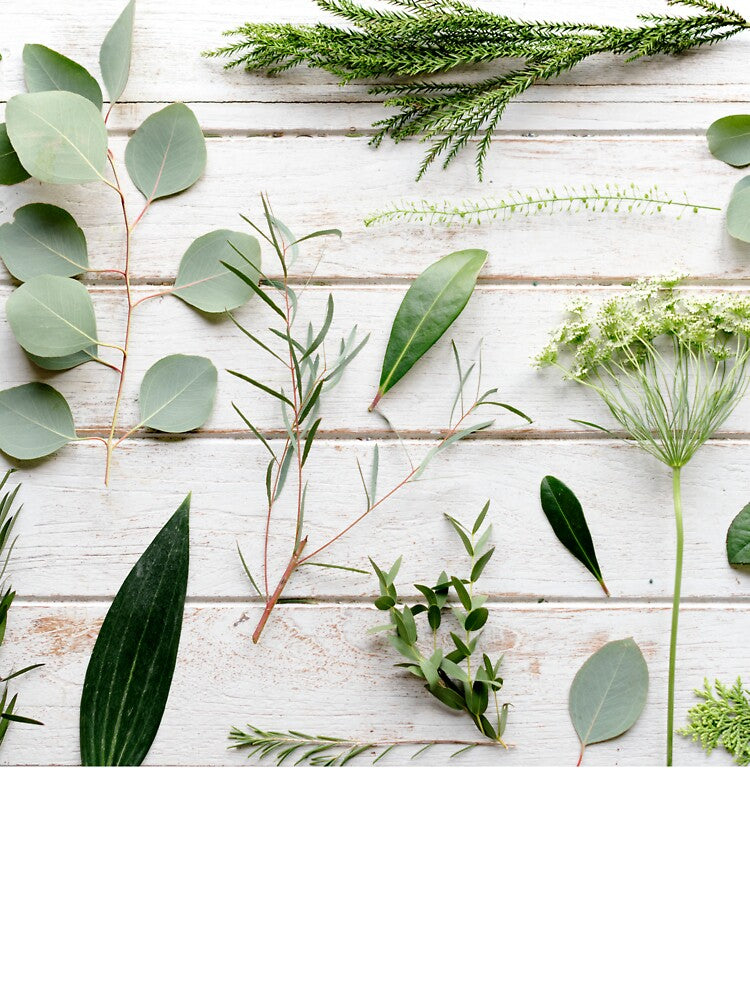 Botanical Green Leaf by newburyboutique