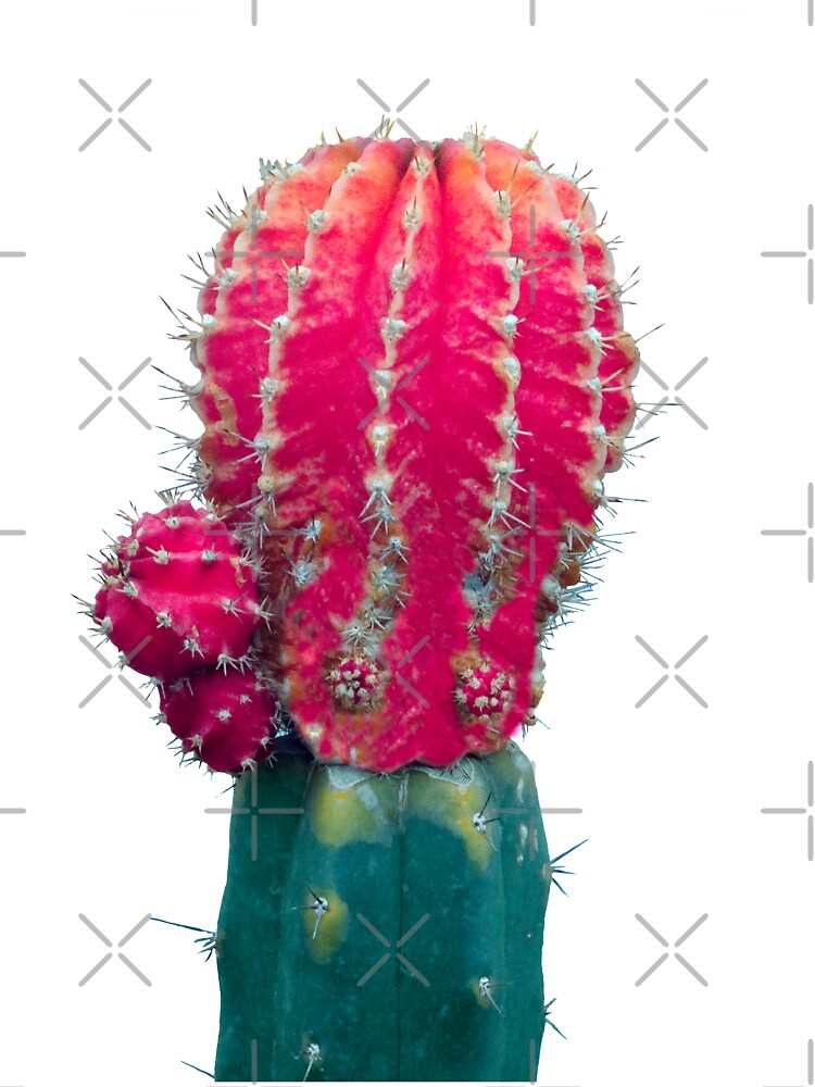 My Cactus Friend by Manitarka