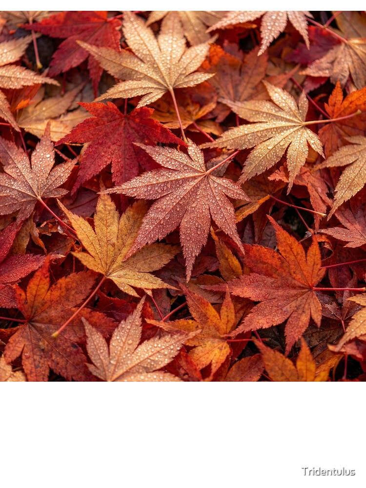 Fallen Japanese Maple Leaves by Tridentulus