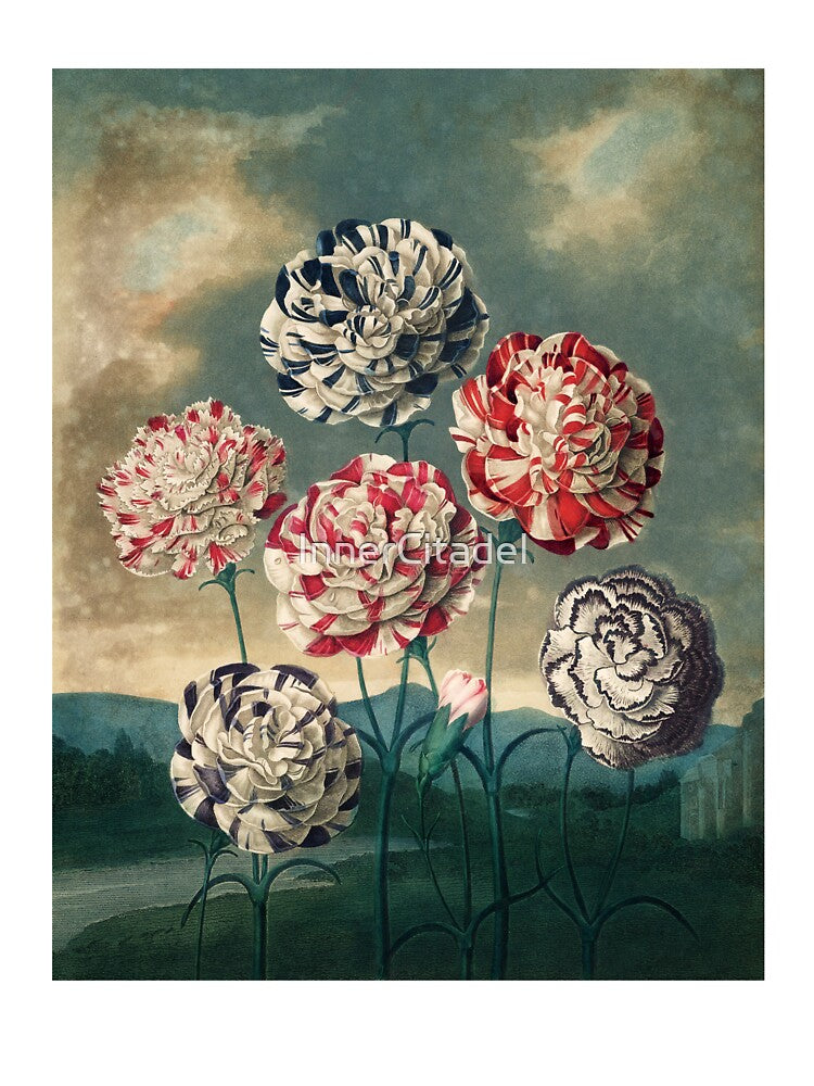 Vintage Botanical Painting A Group of Carnations by Robert John Thornton by InnerCitadel