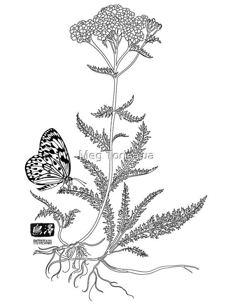 Yarrow & Butterfly by Meg Torisawa