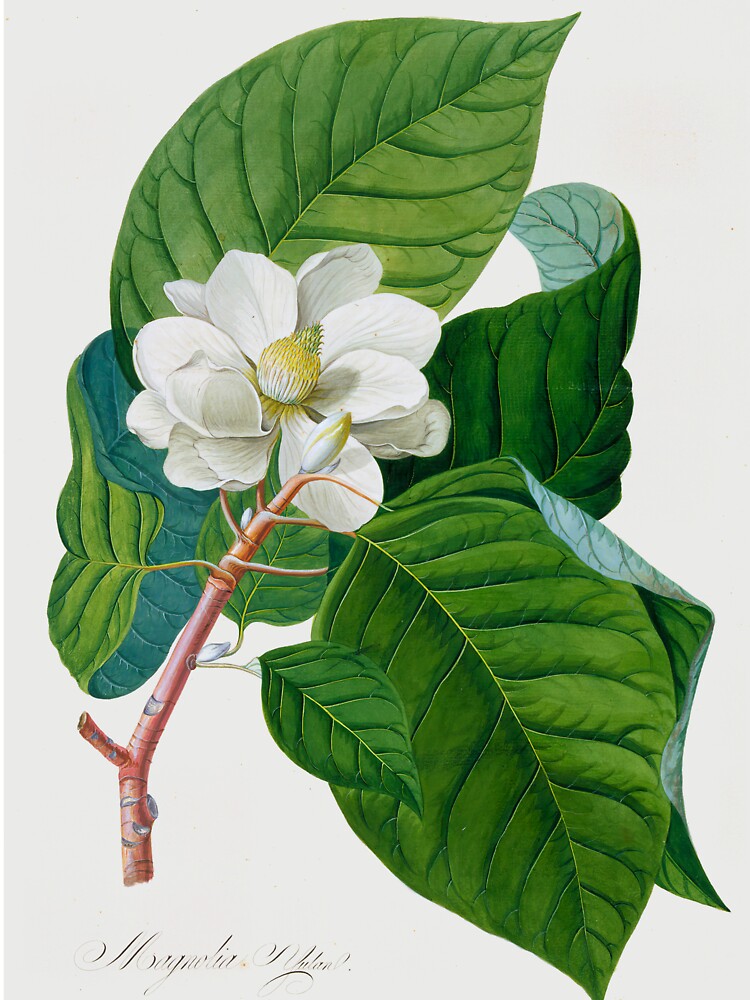 Magnolia grandiflora Botanical Illustration by FloraObscura