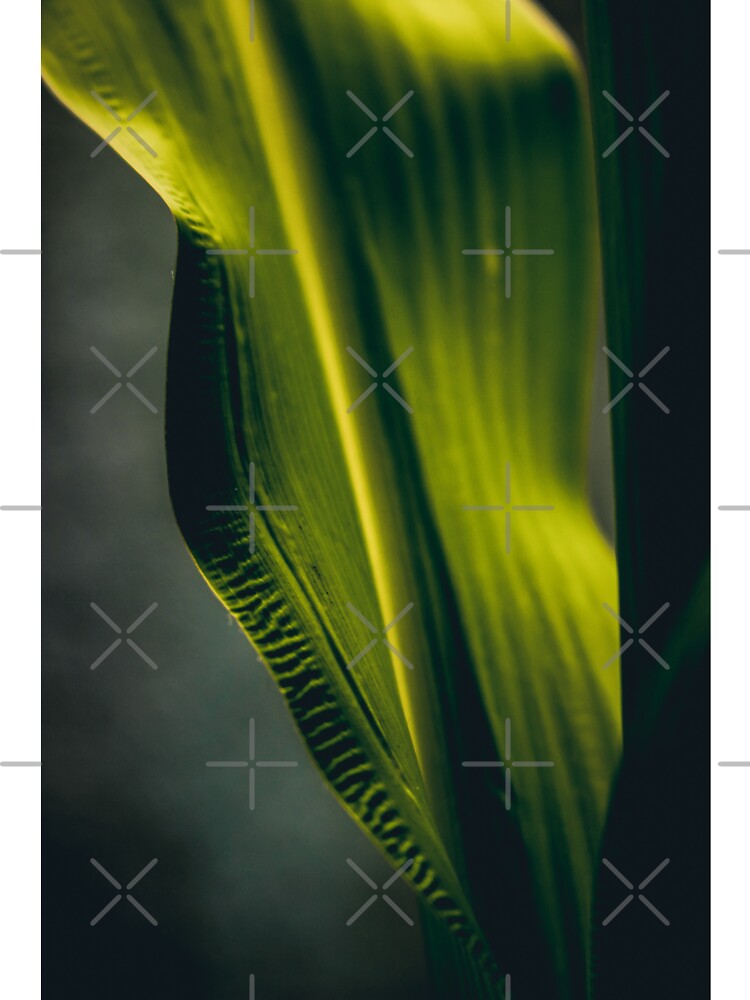 Abstract Leaf Photography by kasthu