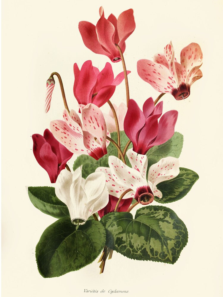 Cyclamen Botanical Illustration by FloraObscura