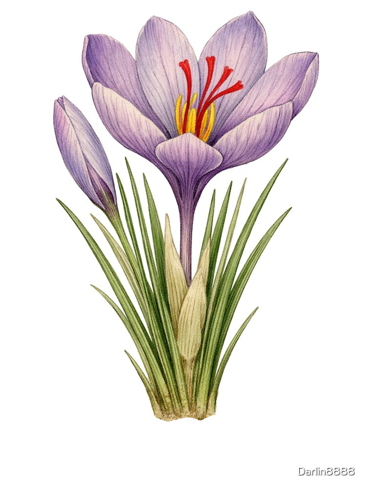 Crocus Sativus Vintage Botanical Print - Saffron Flower Wall Art by Darlin8888