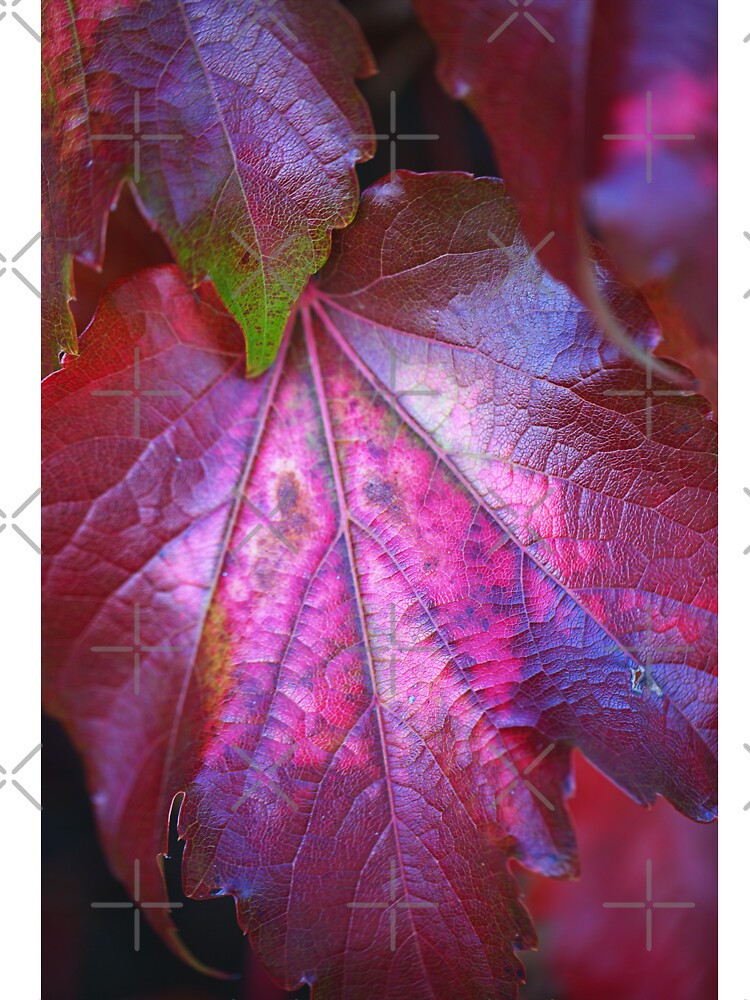 Maple Leaf With Personality by Joy Watson - Natural Light Photography