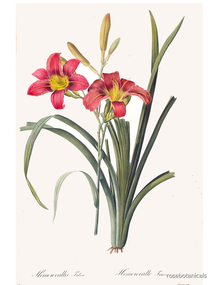 Vintage Flower Botanical Print by rosebotanicals