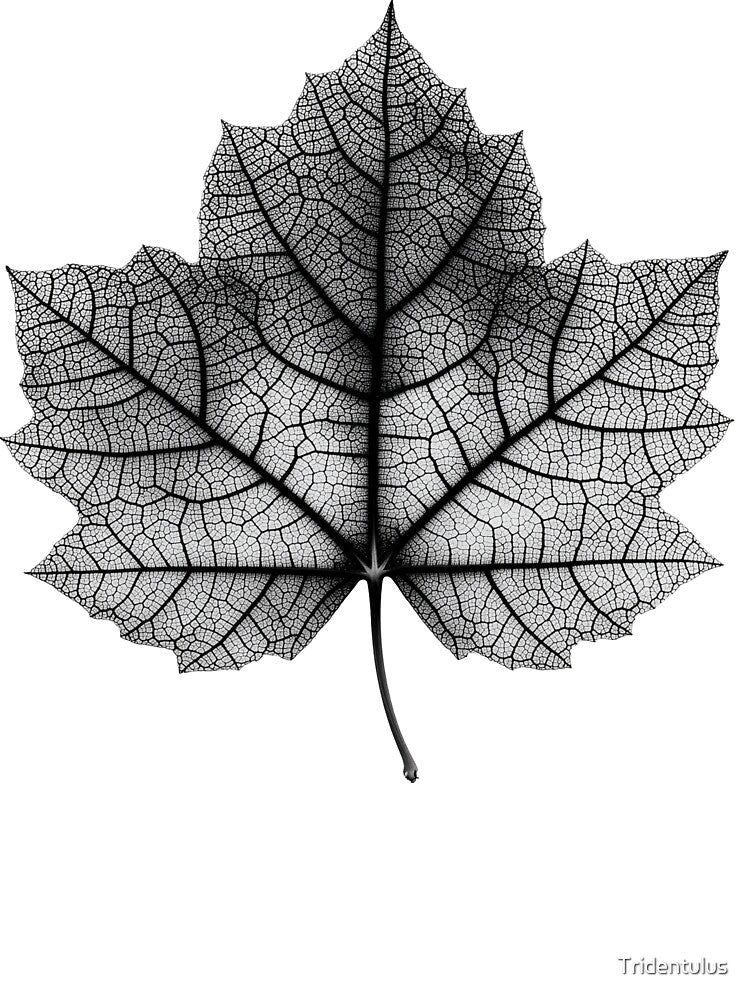 Maple Leaf Structure X-Ray by Tridentulus