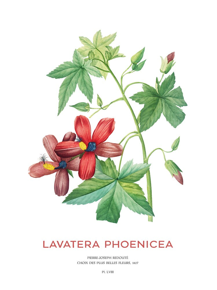 Lavatera Phoenicea or Phoenician mallow flower by Vintagrafica