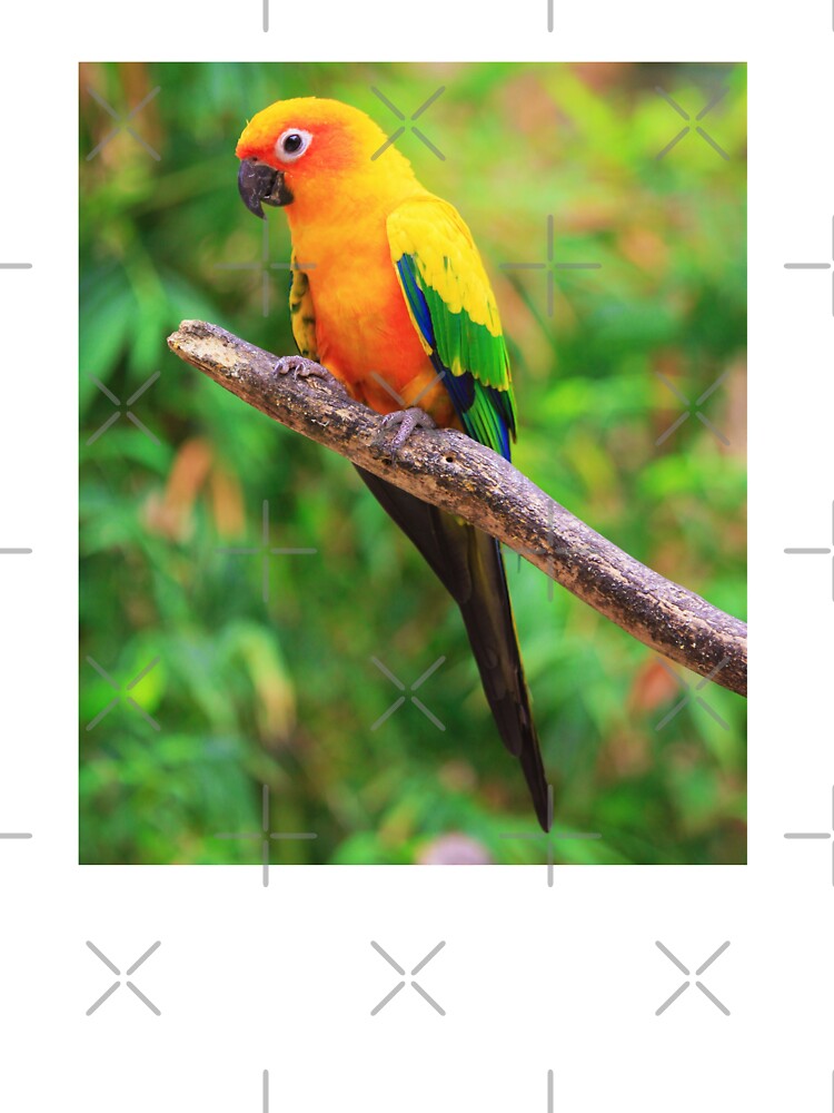 Sun Conure Photo by TheAnimalZ00