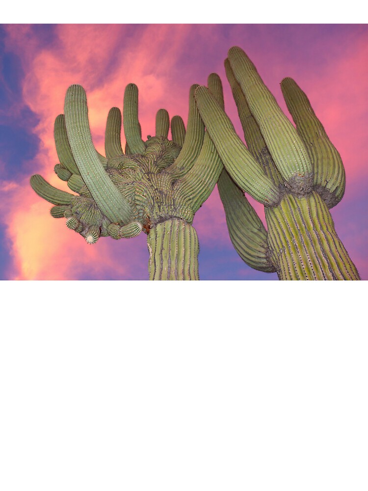 Stunning Beautiful Saguaro Sunset by simonjayphotos