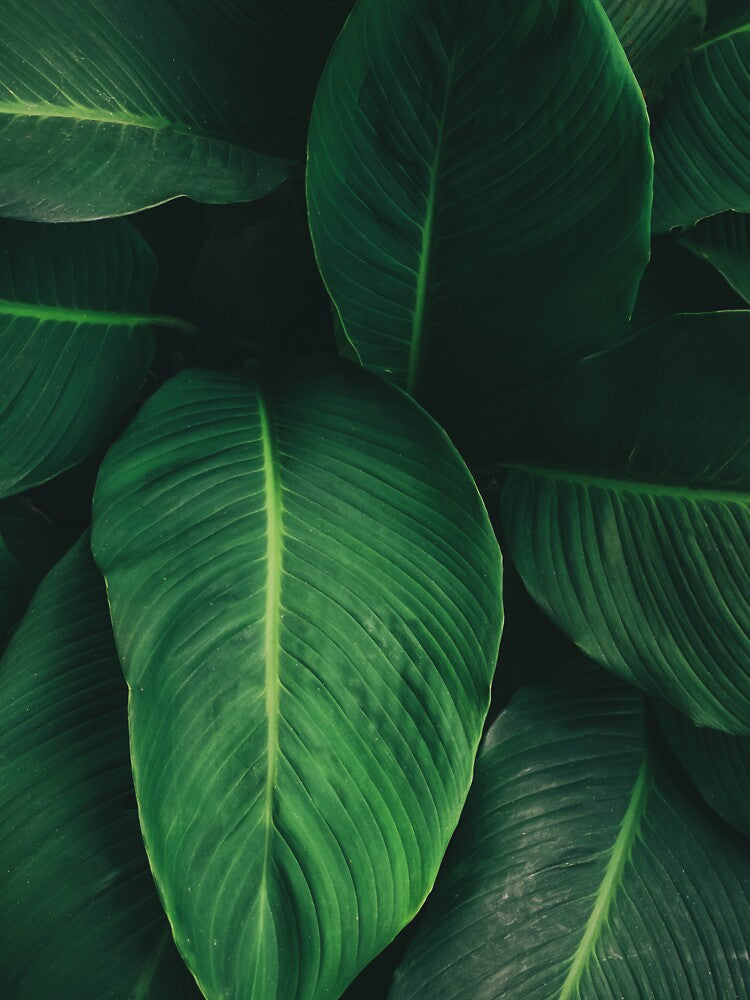 Natural Foliage Tropical Leaf With Dark Green Texture by JTS STORE
