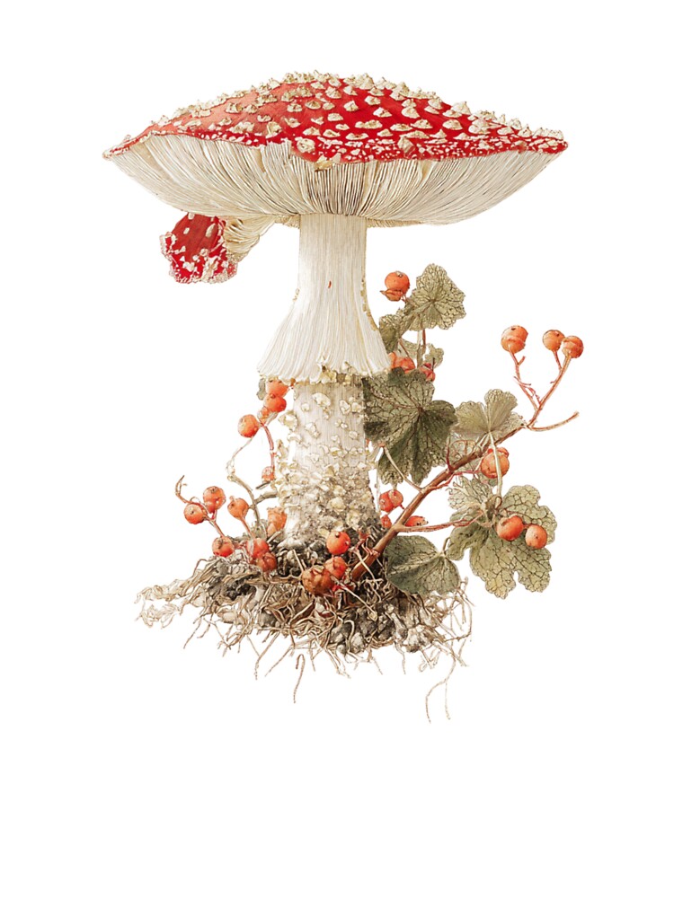 Vintage Mushroom Botanical Print Amanita by ambystomatees