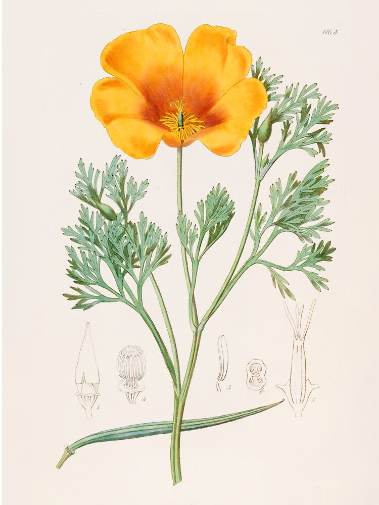 California Poppy - Eschscholzia californica by FloraObscura