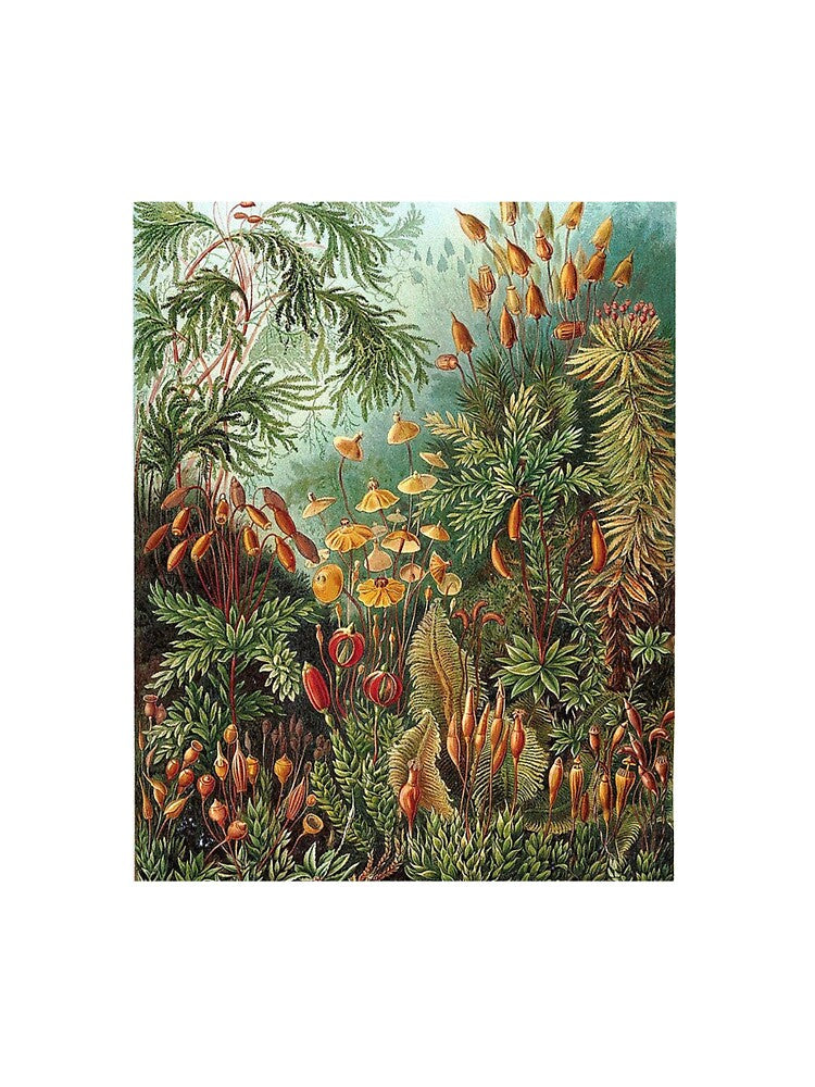 Vintage Botanical Art Print by Eva Vincent