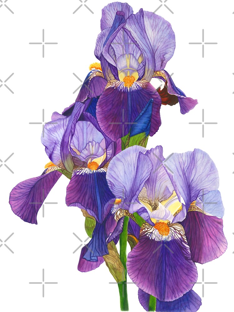 Dancing Iris by Irsaervin