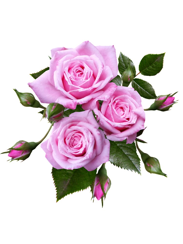 Pink Floral Designs by cindyfordyce