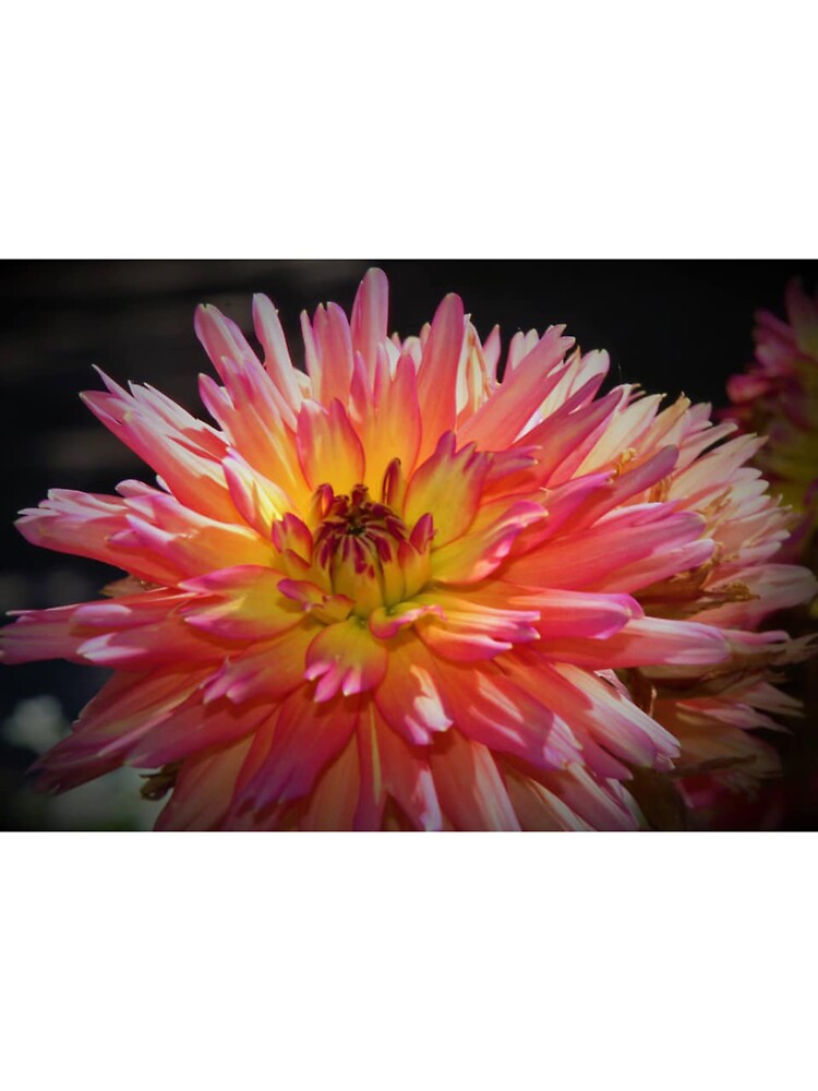 Orange, and Pink Flower by LisaMPierce1990