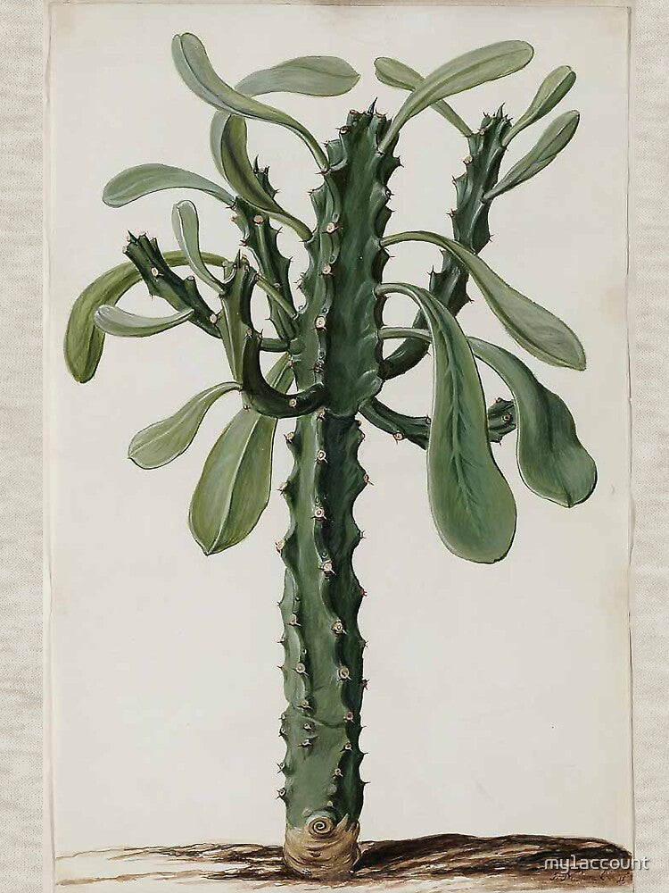 Euphorbia by Jan Moninckx by Hanna Hanuman