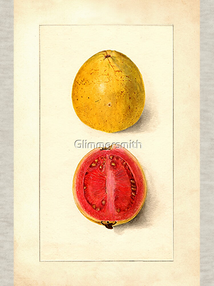 Vintage Botanical Fruit painting cut Guava by Glimmersmith