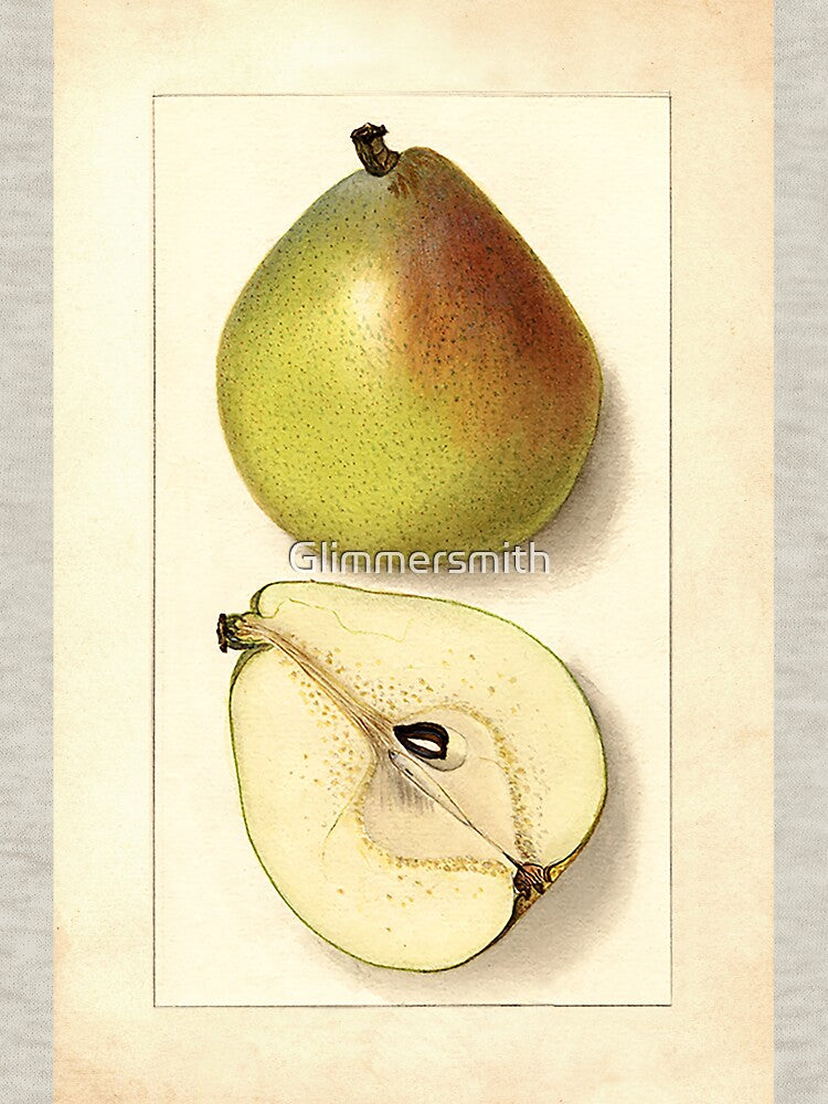 Vintage Botanical Fruit Anjou Pear Watercolor Painting by Glimmersmith