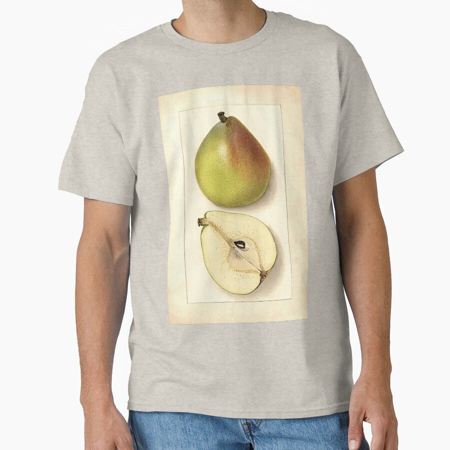 Vintage Botanical Fruit Anjou Pear Watercolor Painting by Glimmersmith