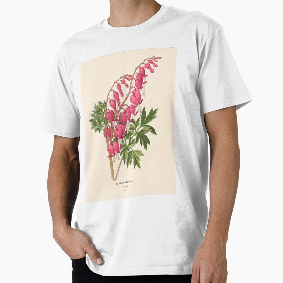 Asian bleeding-heart - Lamprocapnos spectabilis by FloraObscura