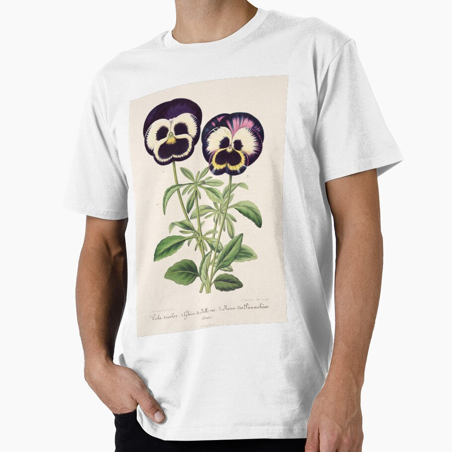 Viola tricolor - Wild Pansy Illustration by FloraObscura